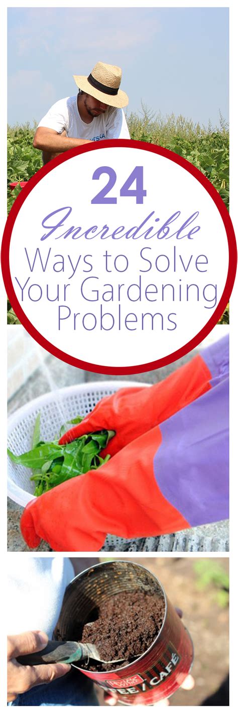 24 Incredible Ways To Solve Your Gardening Problems Bees And Roses