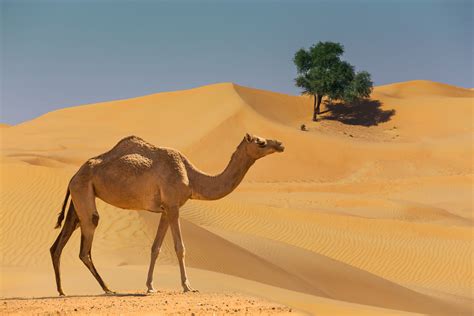 K Desert Camels Hd Wallpaper Rare Gallery