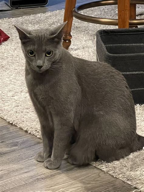 Pin On Nacho Lookalikes Russian Blue Grey Cats Lucky Cat