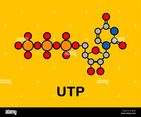 Uridine Triphosphate Utp Nucleotide Molecule Building Block Of Rna Stylized Skeletal Formula