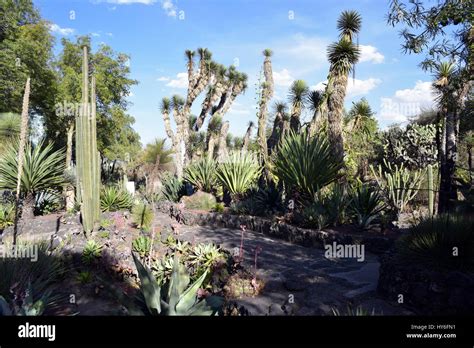 Mexico City University Botanical Garden Stock Photo Alamy