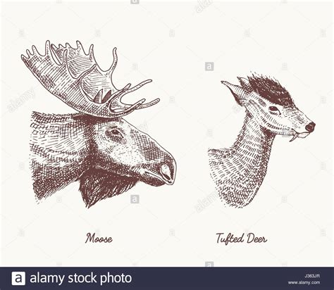 Moose Or Eurasian Elk Tuffed Deer Vector Hand Drawn Illustration