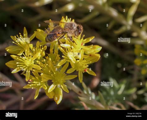 sedum acre aureum   bee   garden stock photo alamy