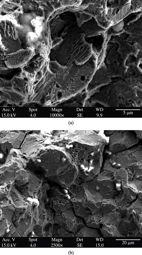 A Representative High Magnification View Of The Morphology Of The Download Scientific Diagram