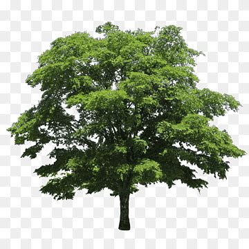 Trim png images | PNGWing