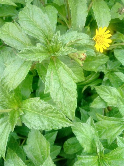 botany - what is the name of this small plant with yellow flower? - Biology Stack Exchange