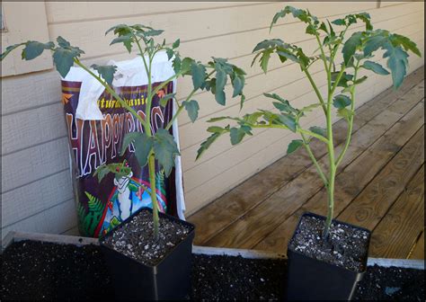 Patio of Pots: Transplanting Tomatoes Outside