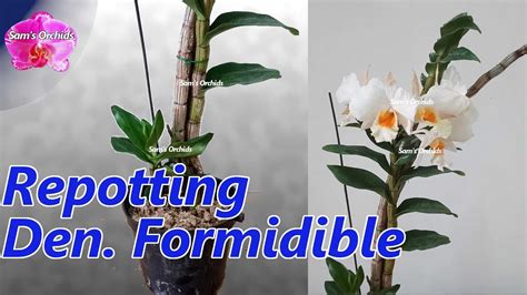 Repotting Dendrobium Formidible Orchid Nigrohirsutae Type Youtube