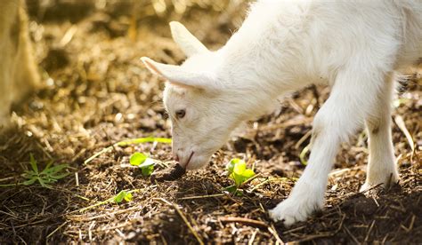 Can Goats Eat Cantaloupe Farmhouse Guide