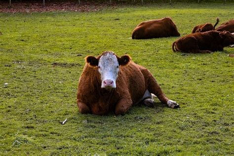 Cow reveals it does not lay down because it is about to rain