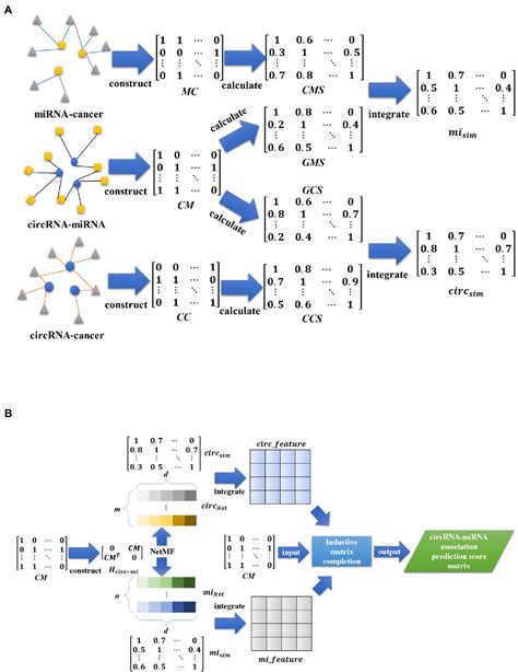 Frontiers Identifying Circrna Mirna Interaction Based On Multi