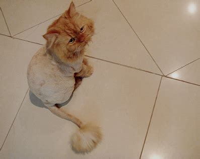 Pics obsession: Funny Cat Haircut