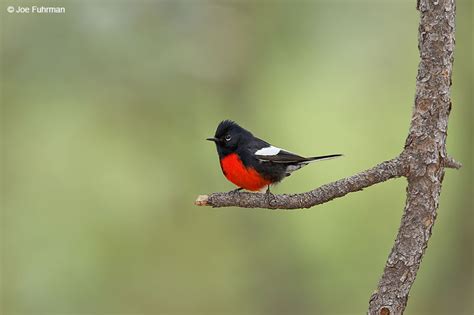 Painted Redstart Joe Fuhrman Photography