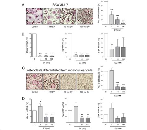 Effects Of Everolimus Ev On Osteoclastogenesis Of Osteoclast