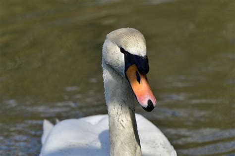 H Ckerschwan Cygnus Olor H Ckerschwan Cygnus Olor C Flickr