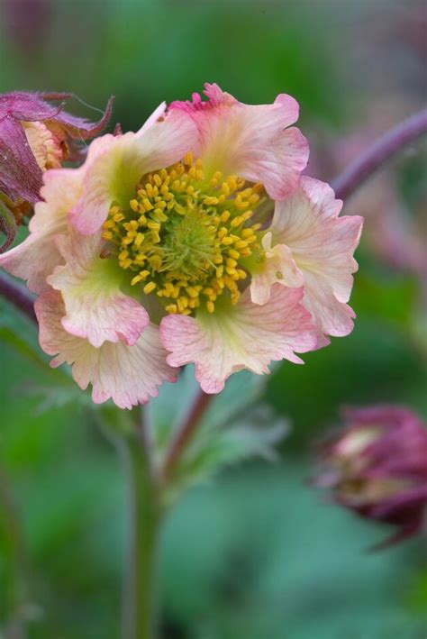 Geum Andfancy Frillsand Avens Andfancy Frillsand Herbaceous Perennial Rhs