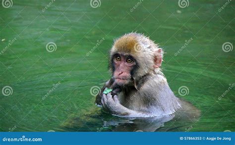 Cute Macaque In Hot Tub In Jigokudani Snow Monkey Park Stock Image Image Of Rock Yamanouchi