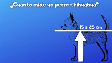 Hablemos Del Peso Medidas Color Y Orejas Del Perro Chihuahua En Vivo