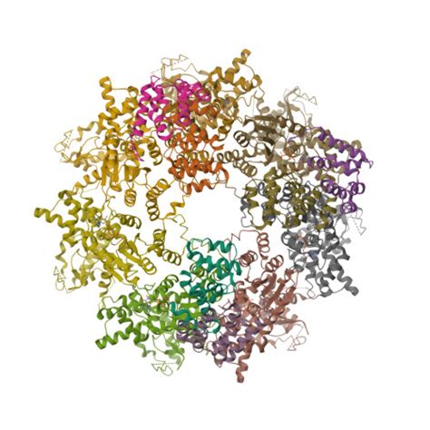 RCSB PDB 8JO0 The Cryo EM Structure Of A Heptameric CED 4 CED 3