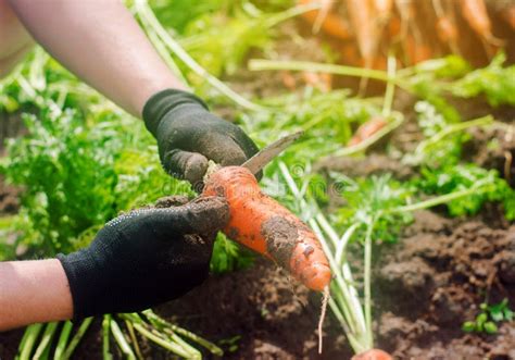 Carrot In The Hands Of A Farmer Harvesting Growing Organic Vegetables Freshly Harvested