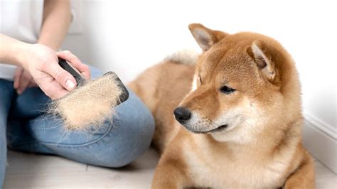 What Can I Give My Shiba Inu Puppy As A Snack