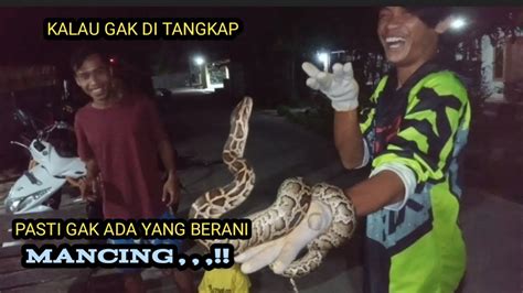 Aneh Tapi Nyata Di Tengah Sawah Ada Ular Python Youtube