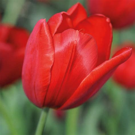 16 X Tulip Red Impression Bulbs By Thompson And Morgan Tulip Hardy Bulb