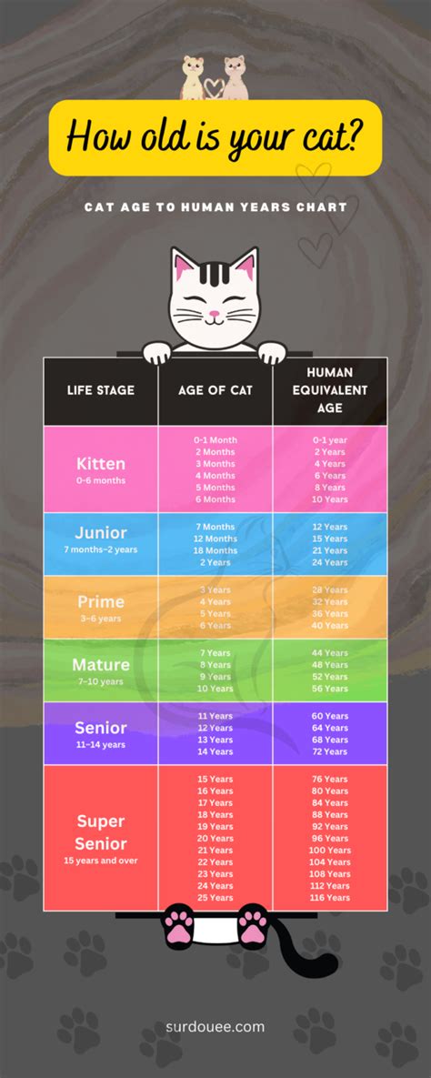 Cat Age Chart: How Old is Your Cat in Human Years?