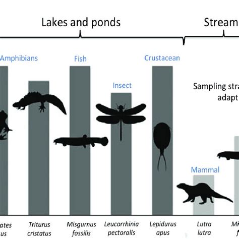 PDF Environmental DNA A Review Of The Possible Applications For The