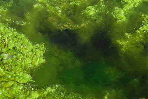 How To Remove Algae From A Pond Without Harming Fish