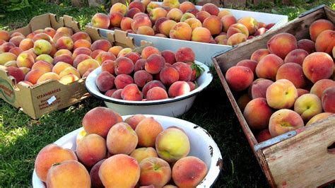 June Gold Peach Tree Gold Choices