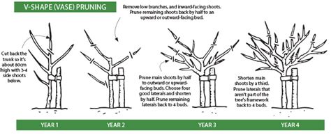 The Ultimate Guide To Pruning Your Fruit Trees Correctly