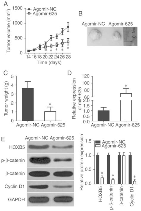 MicroRNA 625 Inhibits The Progression Of Nonsmall Cell Lung Cancer By