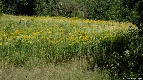 Solidago Altissima Tall Goldenrod Minnesota Wildflowers