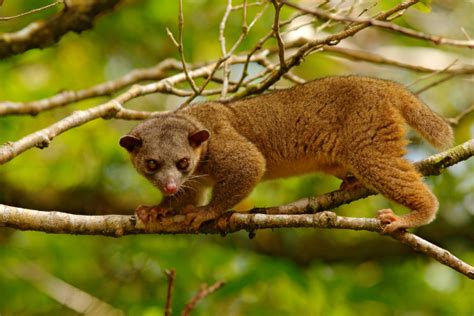 Kinkajou - Facts, Size, Diet, Pictures - All Animal Facts