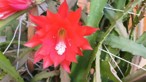 Epiphyllum LINGUA DI SUOCERA In Fiore Pianta Grassa YouTube