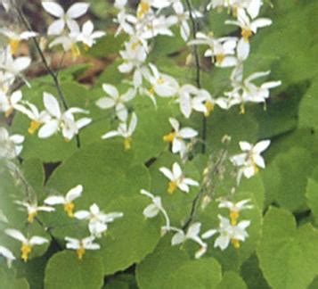 Horny Goat Weed Epimedium Extract At Best Price In Liaocheng Muscle