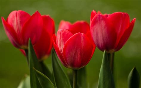 Red Tulips wallpaper | 1920x1200 | #51822