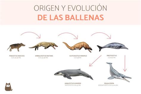 Origen Y Evoluci N De Las Ballenas