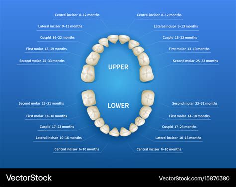 Children Mouth With Tooth Numbering Chart On Blue Vector Image