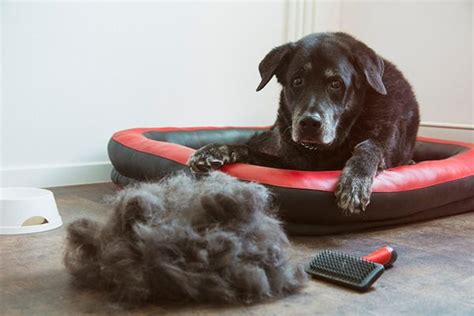 What Causes Excessive Shedding In Dogs