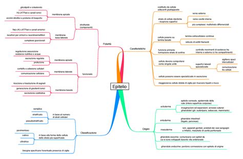 Appunti Istologia Mappa Concettuale Epitelio Costituito Da