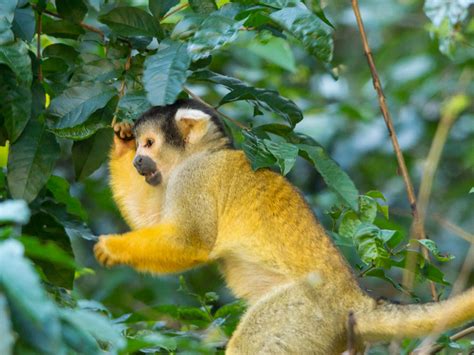 Guided Amazonia Tour In Bolivia 10adventures