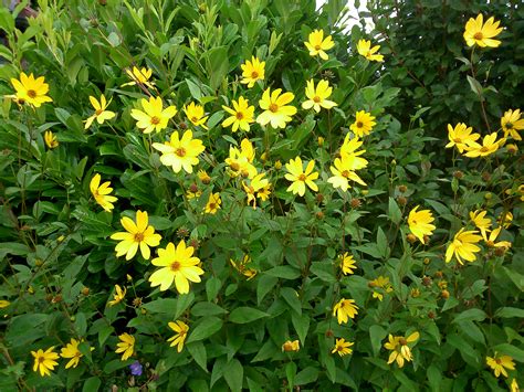 Free Photo Yellow Bush Bush Garden Plant Free Download Jooinn