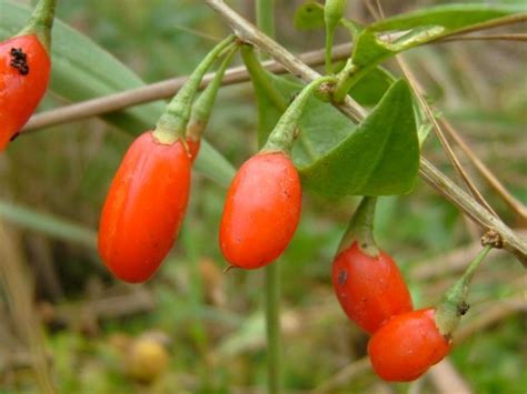 Lycium chinense (Chinese matrimony-vine): Go Botany