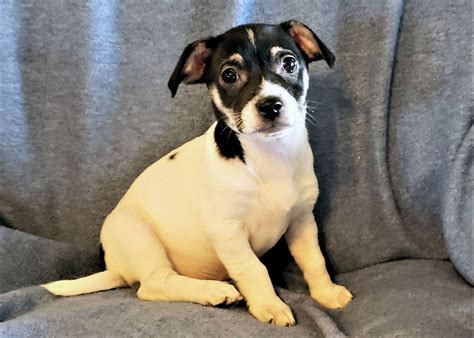 Dog for Adoption - PUPPY EDDIE, a Terrier in Carmel, NY | Alpha Paw