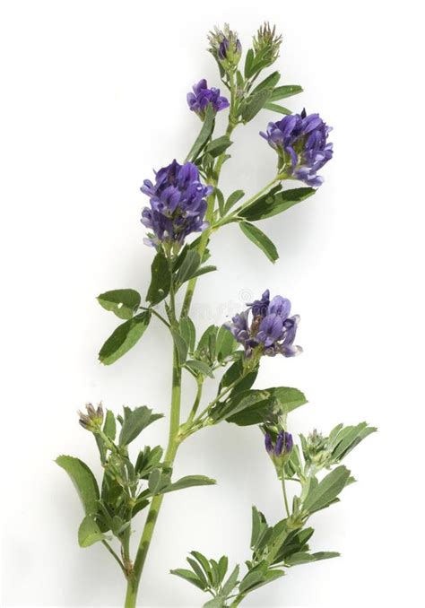 Alfalfa Medicago sativa stock image. Image of wild, wildflower - 208214955