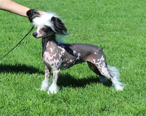 764277 Dogs Chinese Crested Grass Rare Gallery Hd Wallpapers