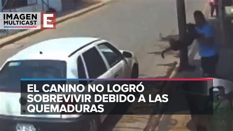 Edomex Hombre Arroja A Un Perro A Cazo Con Aceite Hirviendo Youtube