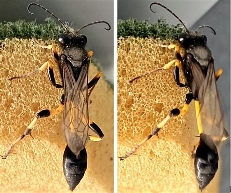 Giant Black And Yellow Wasp